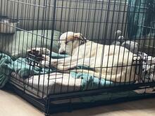 ESTRELLA2, Hund, Podenco-Pointer-Mix in Spanien - Bild 15