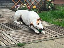 ESTRELLA2, Hund, Podenco-Pointer-Mix in Spanien - Bild 16