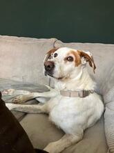 ESTRELLA2, Hund, Podenco-Pointer-Mix in Spanien - Bild 17