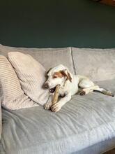 ESTRELLA2, Hund, Podenco-Pointer-Mix in Spanien - Bild 9
