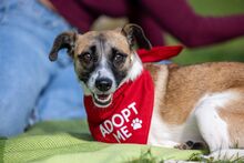 KISAKYE, Hund, Mischlingshund in Aarbergen