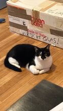 VINA, Katze, Europäisch Kurzhaar in Berlin - Bild 10