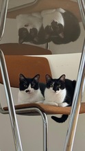 VINA, Katze, Europäisch Kurzhaar in Berlin - Bild 11