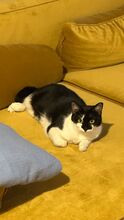 VINA, Katze, Europäisch Kurzhaar in Berlin - Bild 9