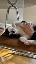 BRUNO, Katze, Europäisch Kurzhaar in Berlin - Bild 10