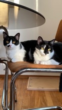 BRUNO, Katze, Europäisch Kurzhaar in Berlin - Bild 11
