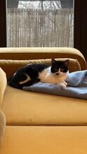 BRUNO, Katze, Europäisch Kurzhaar in Berlin - Bild 9