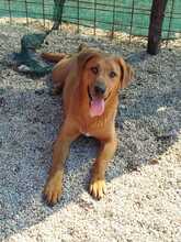 GONUL, Hund, Mischlingshund in Ebsdorfergrund