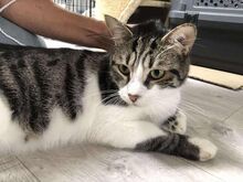 LENNY, Katze, Europäisch Kurzhaar in Langenhagen