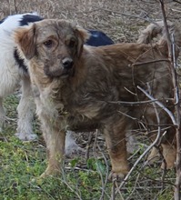 LUKE, Hund, Mischlingshund in Rumänien - Bild 6