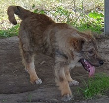 LUKE, Hund, Mischlingshund in Rumänien - Bild 7