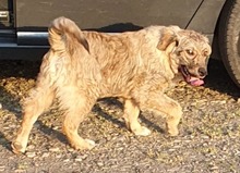 LUKE, Hund, Mischlingshund in Rumänien - Bild 8