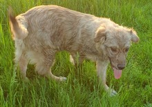 LUKE, Hund, Mischlingshund in Rumänien - Bild 9