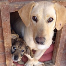 MIRA, Hund, Mischlingshund in Rumänien - Bild 10