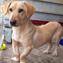 MIRA, Hund, Mischlingshund in Rumänien - Bild 12