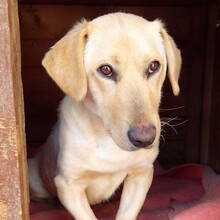 MIRA, Hund, Mischlingshund in Rumänien - Bild 13