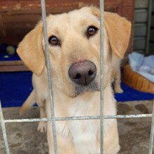 MIRA, Hund, Mischlingshund in Rumänien - Bild 14