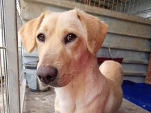 MIRA, Hund, Mischlingshund in Rumänien - Bild 8