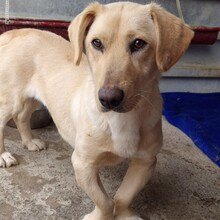 MIRA, Hund, Mischlingshund in Rumänien - Bild 9