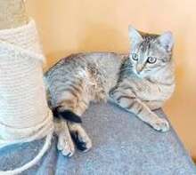 EMI, Katze, Europäisch Kurzhaar in Bulgarien - Bild 10