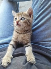 EMI, Katze, Europäisch Kurzhaar in Bulgarien - Bild 6
