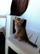 EMI, Katze, Europäisch Kurzhaar in Bulgarien - Bild 7