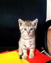 EMI, Katze, Europäisch Kurzhaar in Bulgarien - Bild 8