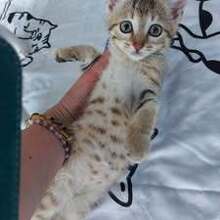 EMI, Katze, Europäisch Kurzhaar in Bulgarien - Bild 9