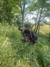 GRACE, Hund, Mischlingshund in Rumänien - Bild 10