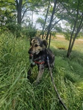 GRACE, Hund, Mischlingshund in Rumänien - Bild 11
