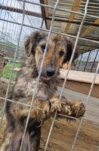 GRACE, Hund, Mischlingshund in Rumänien - Bild 13