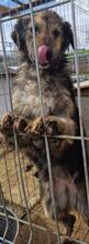 GRACE, Hund, Mischlingshund in Rumänien - Bild 14