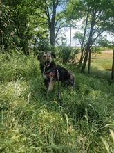 GRACE, Hund, Mischlingshund in Rumänien - Bild 15
