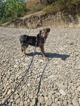 GRACE, Hund, Mischlingshund in Rumänien - Bild 16
