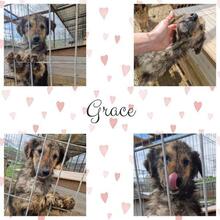 GRACE, Hund, Mischlingshund in Rumänien - Bild 18