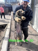 GRACE, Hund, Mischlingshund in Rumänien - Bild 19