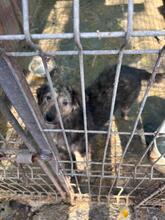 GRACE, Hund, Mischlingshund in Rumänien - Bild 20