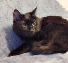 GUFI, Katze, Europäisch Kurzhaar in Barsinghausen - Bild 1