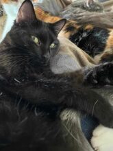 GUFI, Katze, Europäisch Kurzhaar in Barsinghausen - Bild 10