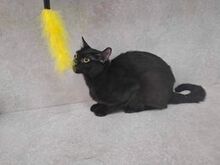 GUFI, Katze, Europäisch Kurzhaar in Barsinghausen - Bild 12