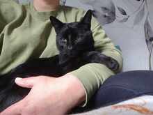 GUFI, Katze, Europäisch Kurzhaar in Barsinghausen - Bild 5