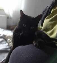 GUFI, Katze, Europäisch Kurzhaar in Barsinghausen - Bild 6