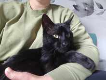 GUFI, Katze, Europäisch Kurzhaar in Barsinghausen - Bild 7