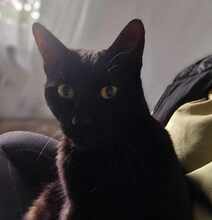 GUFI, Katze, Europäisch Kurzhaar in Barsinghausen - Bild 8