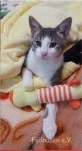 LUKAS, Katze, Europäisch Kurzhaar in Langenhagen