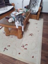 LUKAS, Katze, Europäisch Kurzhaar in Langenhagen - Bild 2