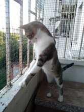 ZEKI, Katze, Europäisch Kurzhaar in Bulgarien - Bild 9