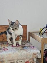 BRIAN, Katze, Europäisch Kurzhaar in Spanien - Bild 2