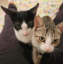 BRIAN, Katze, Europäisch Kurzhaar in Spanien - Bild 3