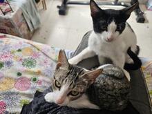 BRIAN, Katze, Europäisch Kurzhaar in Spanien - Bild 4